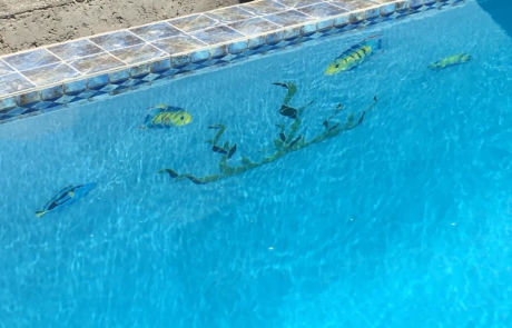 Finish Sparkle Quartz spa and pool from ground levelFinish Sparkle Quartz pool side with fish tile design